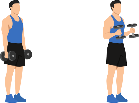 Hammer Curl demonstration